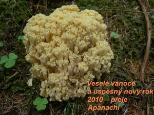 Klikni pro velký obrázek