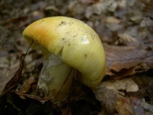 Klikni pro velký obrázek