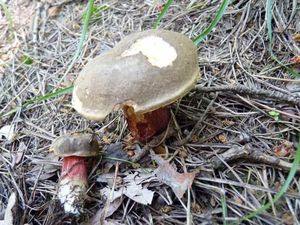 Klikni pro velký obrázek