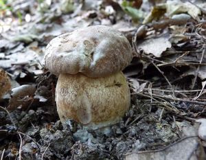 Klikni pro velký obrázek