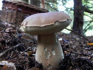 Klikni pro velký obrázek