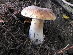 Klikni pro velký obrázek