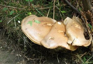 Klikni pro velký obrázek