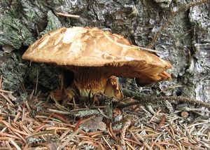 Klikni pro velký obrázek