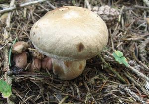 Klikni pro velký obrázek