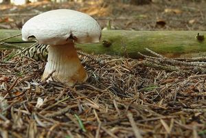 Klikni pro velký obrázek