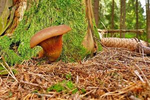 Klikni pro velký obrázek