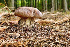 Klikni pro velký obrázek