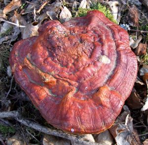 Lesklokorka lesklá - Ganoderma lucidum (Curtis) P. Karst. 1881
