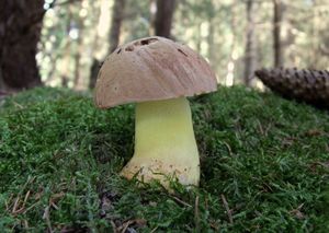 Klikni pro velký obrázek