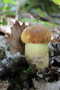 Klikni pro velký obrázek