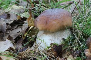 Klikni pro velký obrázek