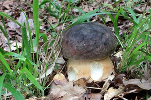 Klikni pro velký obrázek