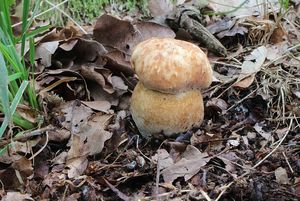 Klikni pro velký obrázek