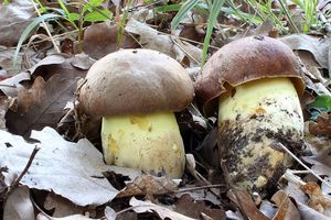 Klikni pro velký obrázek