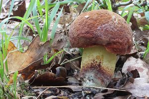 Klikni pro velký obrázek