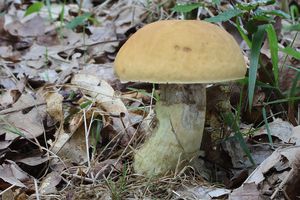 Klikni pro velký obrázek