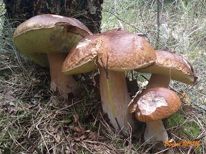 Klikni pro velký obrázek