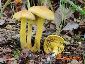 Klikni pro velký obrázek