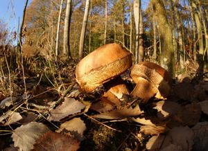 Klikni pro velký obrázek