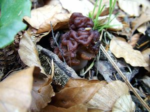 Klikni pro velký obrázek