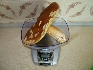 Klikni pro velký obrázek