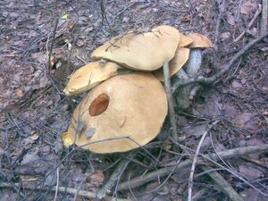 Klikni pro velký obrázek