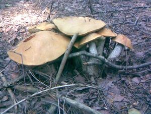 Klikni pro velký obrázek