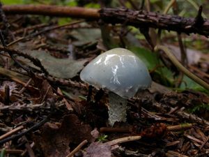 Klikni pro velký obrázek