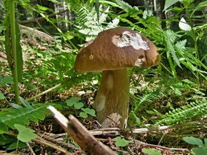 Klikni pro velký obrázek