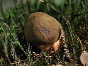 Klikni pro velký obrázek