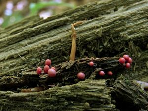 Klikni pro velký obrázek