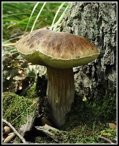 Klikni pro velký obrázek