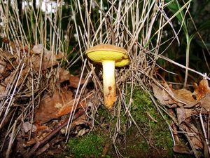 Klikni pro velký obrázek