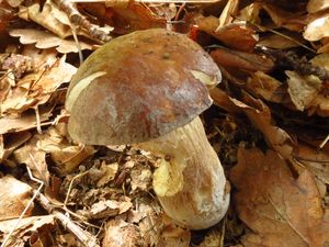 Klikni pro velký obrázek