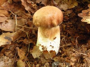 Klikni pro velký obrázek