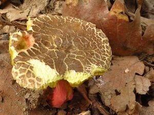 Klikni pro velký obrázek