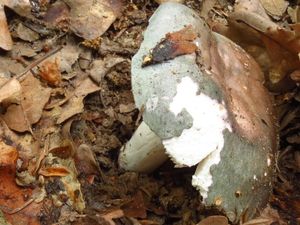 Klikni pro velký obrázek