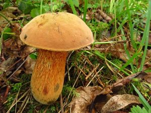 Klikni pro velký obrázek