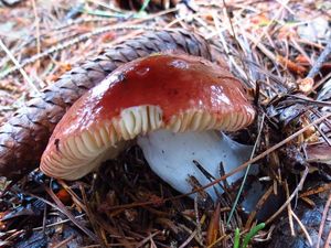 Klikni pro velký obrázek