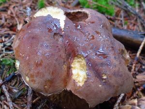 Klikni pro velký obrázek