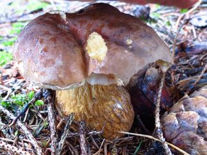 Klikni pro velký obrázek