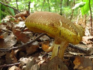 Klikni pro velký obrázek