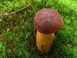 Klikni pro velký obrázek