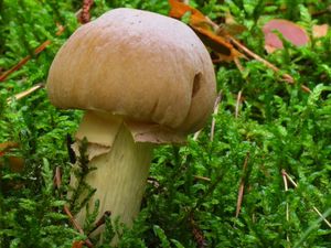 Klikni pro velký obrázek