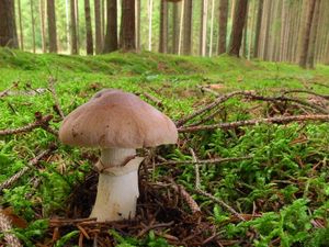 Klikni pro velký obrázek