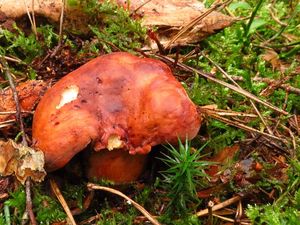 Klikni pro velký obrázek