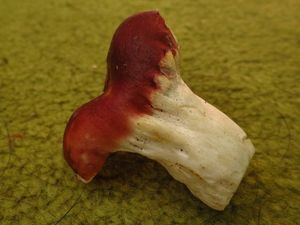 Klikni pro velký obrázek