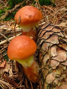 Klikni pro velký obrázek