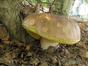 Klikni pro velký obrázek